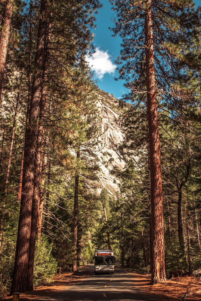 services-02 A bus travels through the forested road of Yosemite Valley, surrounded by towering trees and mountains.